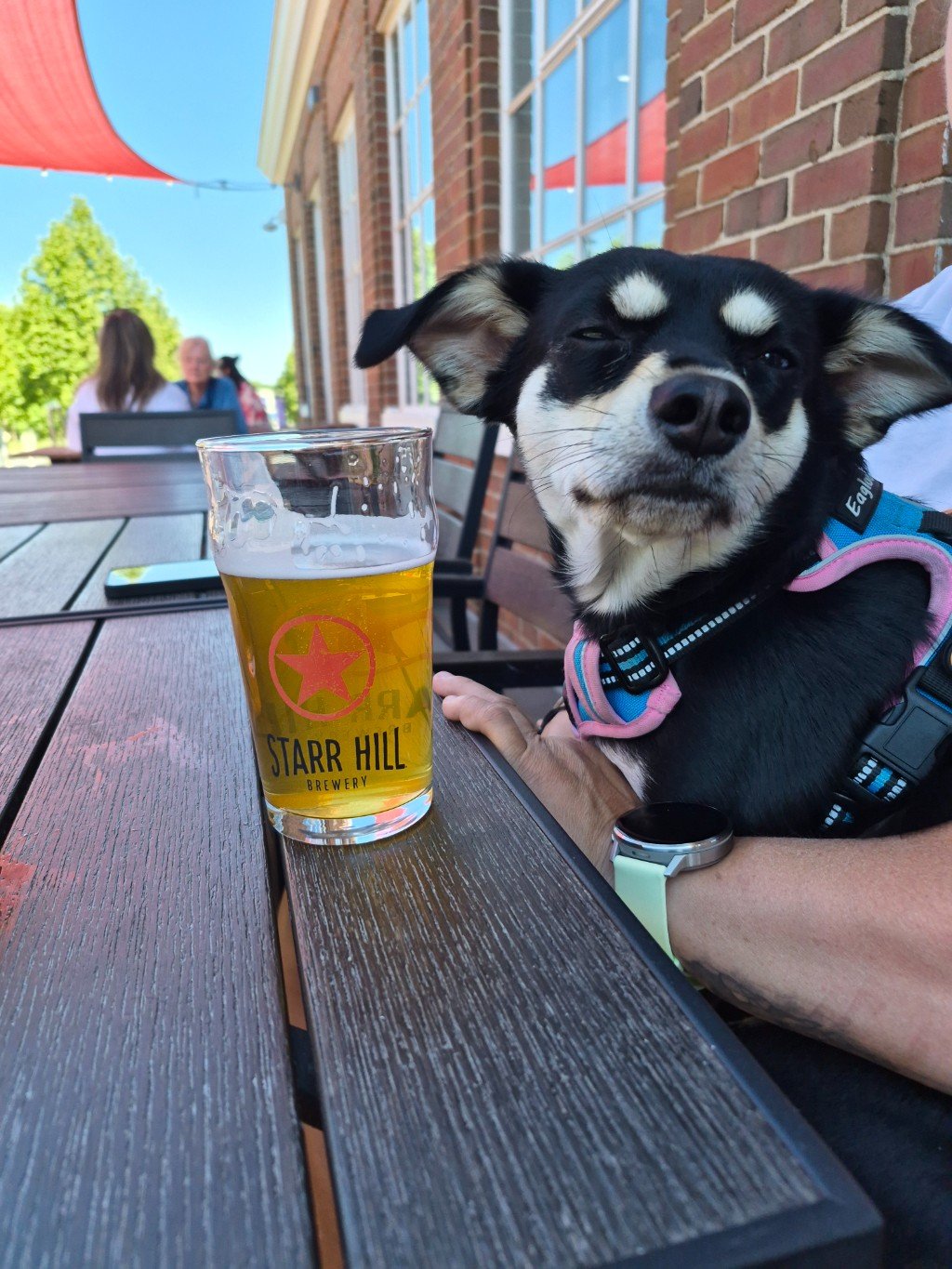 Dog sitting next to a glass of Starr Hill Brewery beer at an outdoor setting